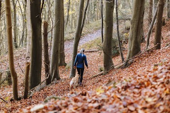 Free Photo of dog, dog owner, dog walking