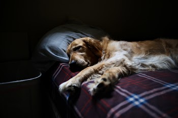 Free Photo of dog, golden retriever, animal