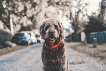Free Photo of dog, pet, animal