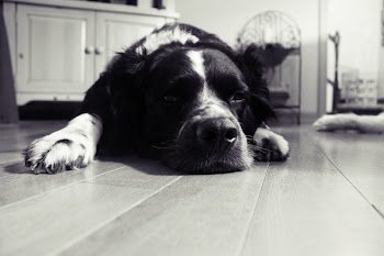 Free Photo of dog, pet, animal