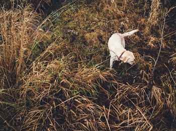 Free Photo of dog, pet, animals