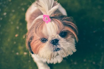 Free Photo of dog, pet, animals