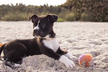 Free Photo of dog, pet, ball