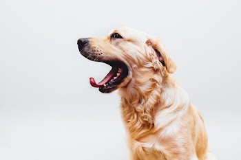 Free Photo of dog, pet, golden retriever