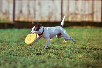 Free Photo of dog, pet, happy