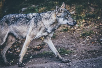 Free Photo of dog, puppy, animal