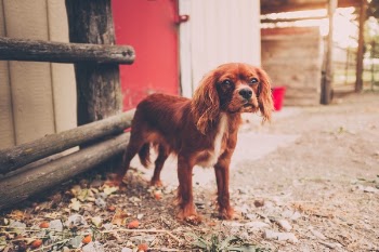 Free Photo of dog, puppy, animal
