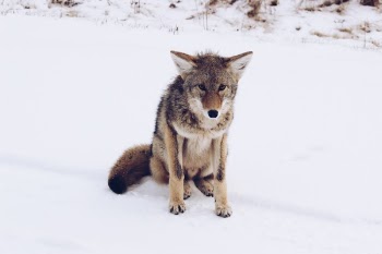 Free Photo of dog, puppy, animal