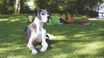 Free Photo of dog, puppy, animal