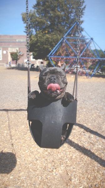 Free Photo of dog, puppy, animal