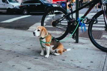 Free Photo of dog, puppy, animal