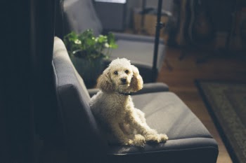 Free Photo of dog, puppy, animal