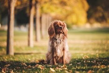Free Photo of dog, puppy, animal