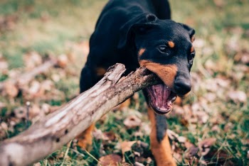 Free Photo of dog, puppy, animal