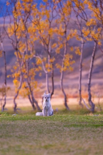 Free Photo of dog, puppy, animal