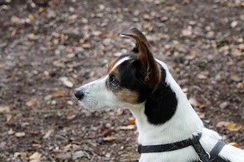 Free Photo of dog, puppy, animal