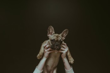 Free Photo of dog, puppy, animal