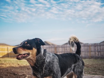 Free Photo of dog, puppy, blue heeler