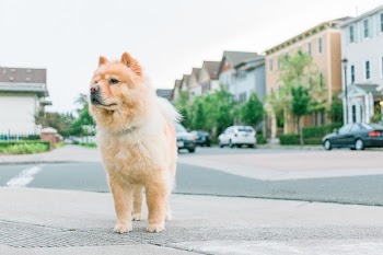Free Photo of dog, puppy, pet
