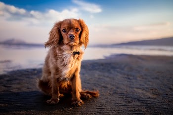 Free Photo of dog, puppy, pet