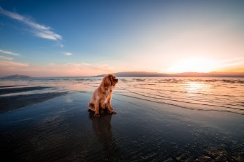 Free Photo of dog, puppy, pet