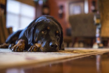 Free Photo of dog, sad, big dog