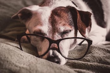 Free Photo of dog, sleeping, glasses