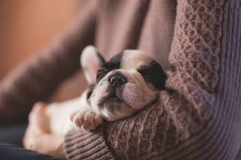 Free Photo of dog, sleeping, tired