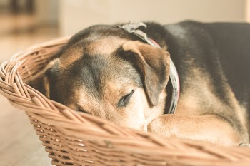Free Photo of dog, sleeping, tired