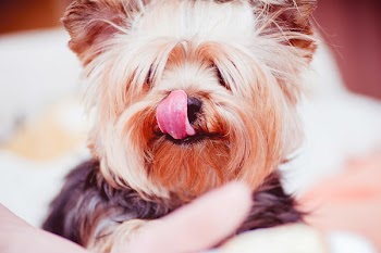Free Photo of dog, tongue, pet