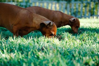 Free Photo of dogs, animals, pets