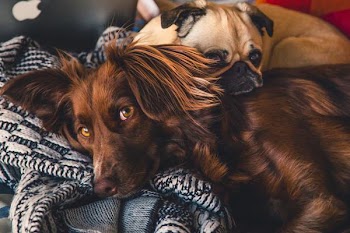 Free Photo of dogs, laying, bed