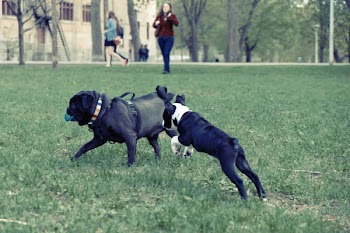 Free Photo of dogs, playing, park