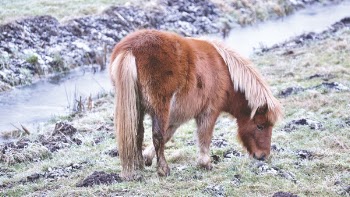 Free Photo of donkey, animal, farm
