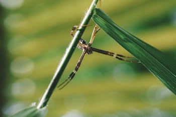 Free Photo of dragonfly, wing, nature
