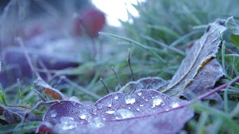 Free Photo of drops, leafs, frostiness
