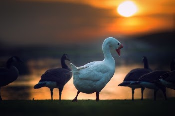 Free Photo of duck, animal, bird