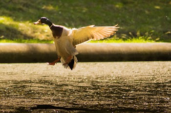 Free Photo of duck, bird, wings