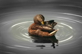 Free Photo of duck, river, swamp