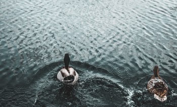 Free Photo of duck, swan, bird