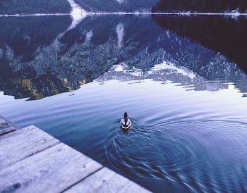 Free Photo of duck, swimming, lake
