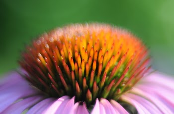 Free Photo of echinacea, flower, bud