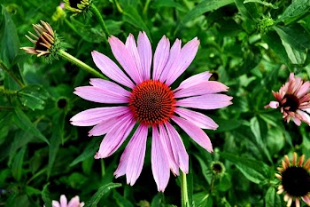 Free Photo of echinacea, flower, pink