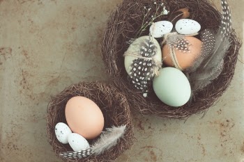 Free Photo of egg, nest, bird