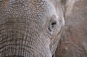 Free Photo of elephant, animal, wildlife