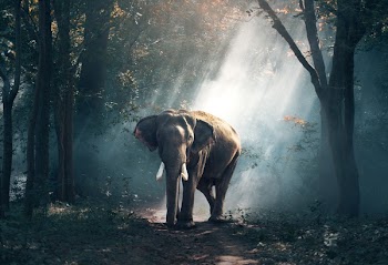 Free Photo of elephant, asian, trees