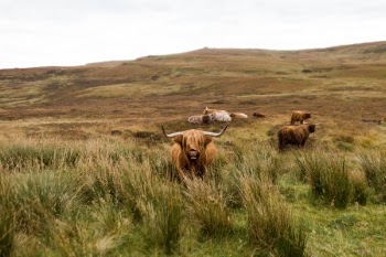 Free Photo of elk, deer, wildlife
