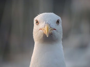 Free Photo of facing, seagull, bird