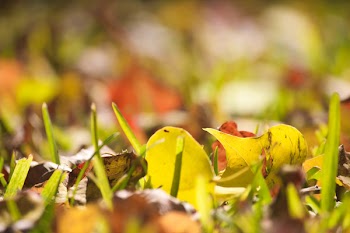 Free Photo of fall, nature, autumn
