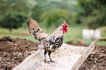 Free Photo of farm, field, rooster